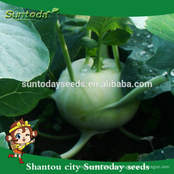 Suntoday comprar sementes de jardim on-line heirloom híbrido vegetal verde F1 catálogo de sementes de couve-rábano orgânico (22001)